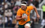 josh-canham-wallabies-202616.webp