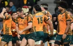 wallabies-202416.webp